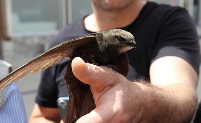 Dünyanın en esrarengiz kuşunu bulduklarına inanamadılar