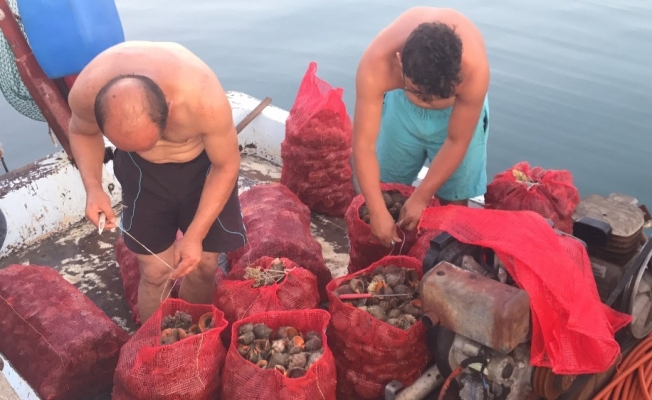 Deniz salyangozu balıkçıların geçim kaynağı oldu