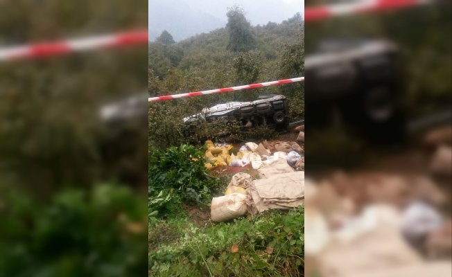 Fındık kamyonu devrildi tonlarca fındık tarlaya yayıldı