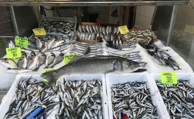 Karadeniz’de balıkçı ağlarına levrek balığı takıldı
