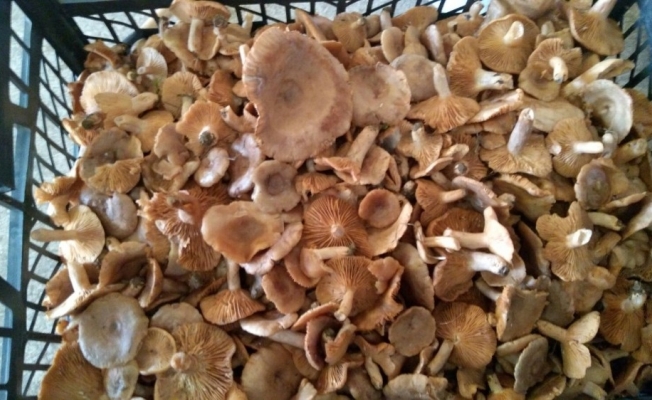 Akçakoca’da fındık mantarı bereketi