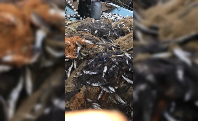 Ağlara yüzlerce kefal balığı takılınca balıkçının yüzü güldü