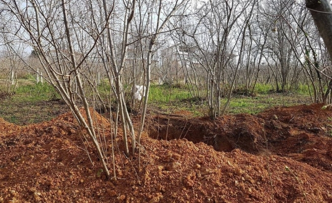 Defineciler fındık tarlasını talan ettiler