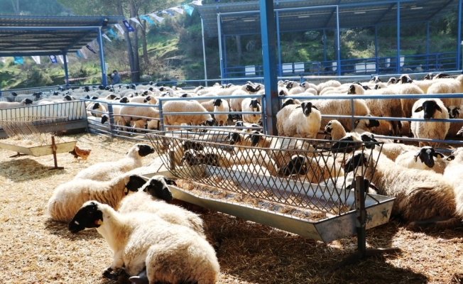 Düzce’de 2017 hayvan sayısı 76 bin 703 oldu