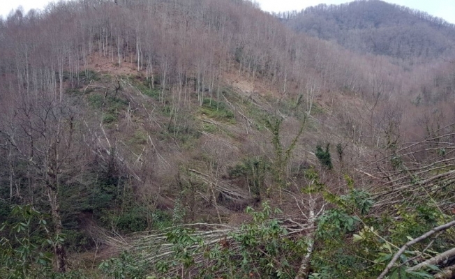 Jandarma ormanı talan edenlerin peşinde