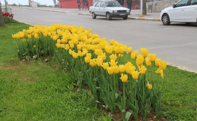 Akçakoca Lalelerle süslendi