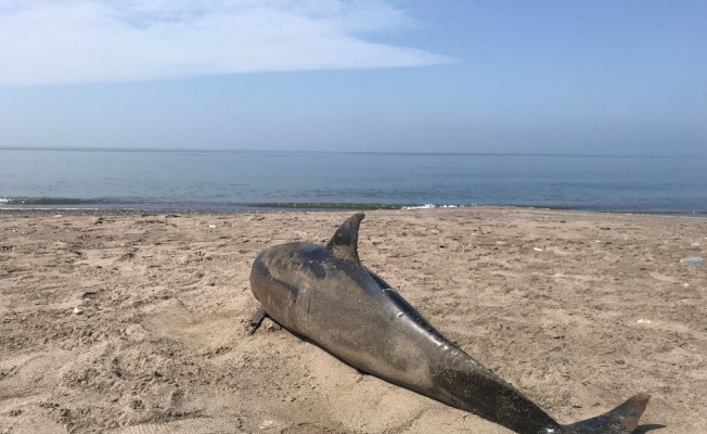 Düzce’de sahilde ölü yunus balığı bulundu