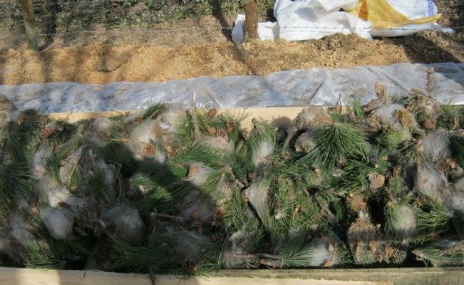 Düzce’de çam kese böceği zararlısına karşı mücadele devam ediyor