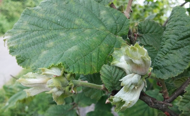 Fındıkta külleme hastalığı uyarısı