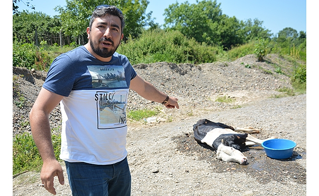 Düzce'de büyükbaş hayvan telef oldu 