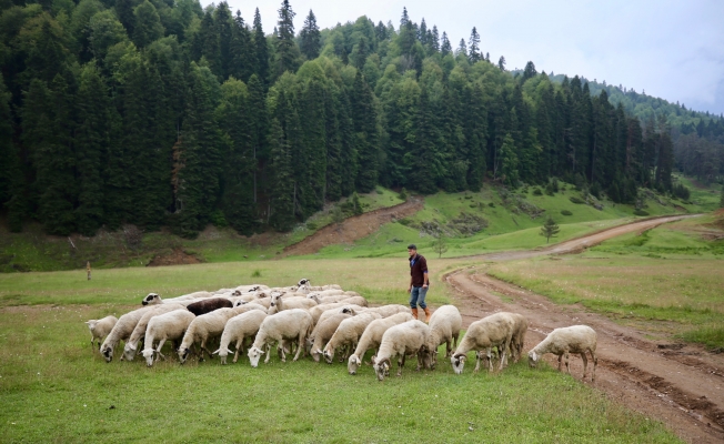 HAVALAR ISINMAYA BAŞLADI, YAYLALAR ŞENLENDİ