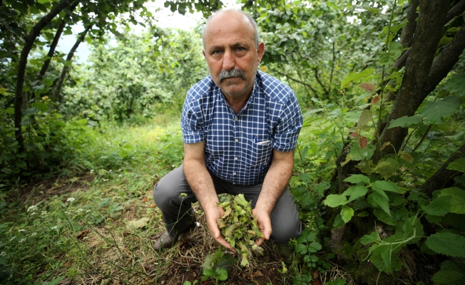 "Şiddetli fırtına ve yağış fındığa zarar verdi"