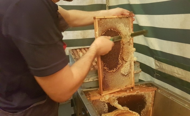 Akçakoca’da kestane balında hasat zamanı Akçakoca’da kestane balında hasat zamanı