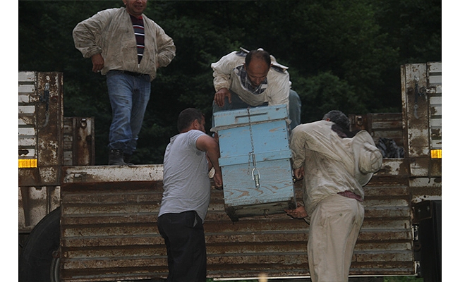 Arıcıların "çiçek balı" yolculuğu başladı