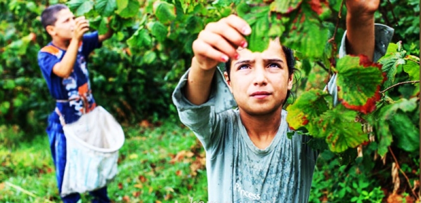 Fındık hasadında çocuk işçi çalıştırana ceza kesilecek