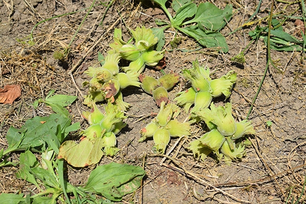 Fındıkta rekolte kaybı