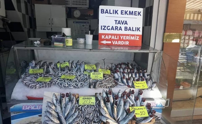 Sezonun İlk Palamutları Tezgahta