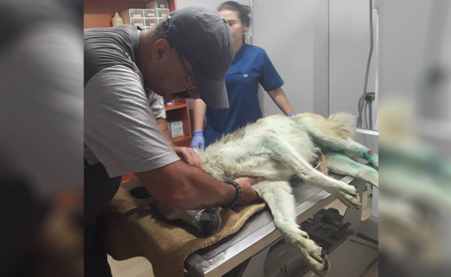 Vatandaşlar Yaralı Köpeğin Hayatını Kurtardı
