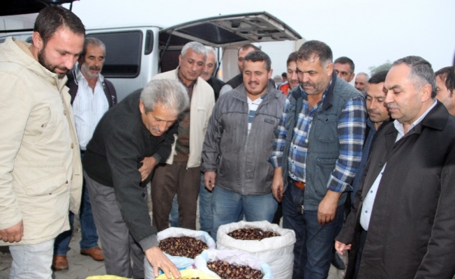 Türkiye’nin kestane pazarı Düzce’de kuruluyor