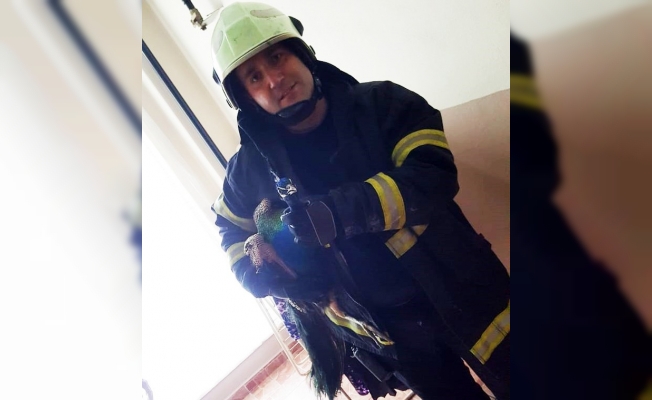 Kaçan tavus kuşunu itfaiye ekipleri yakaladı