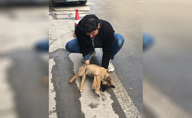 YARALI KÖPEK HAYATA DÖNDÜ