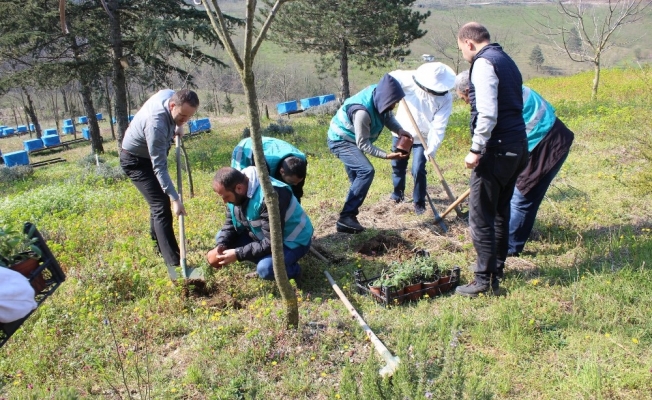 DAGEM’de Adaçayı Dikimi Yapıldı