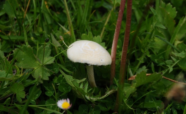 Mantar zehirlenmelerine dikkat