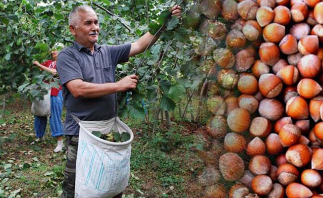 FINDIKTA REKOLTE BEKLENTİSİ BELLİ OLDU