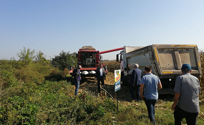 GÖLYAKA BELEDİYESİ MISIR HASADINA BAŞLADI