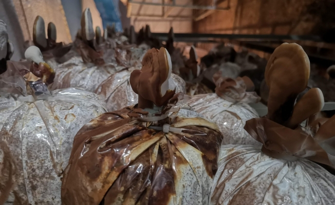 Ölümsüzlük Mantarlarına Yoğun Talep