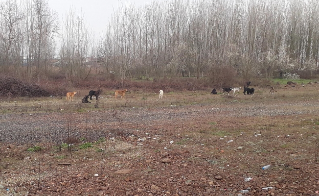 SOKAK KÖPEKLERİ TEHLİKE SAÇIYOR