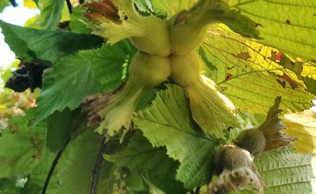 FINDIK İŞÇİ ÜCRETLERİ NE KADAR OLACAK?