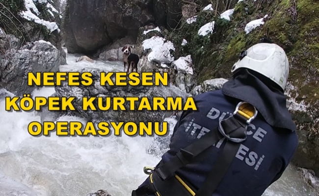 İTFAİYE AV KÖPEĞİ "ALİŞ" İÇİN SEFERBER OLDU