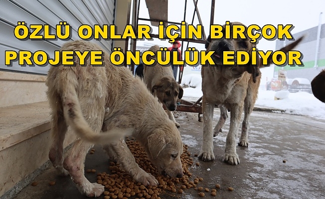 BELEDİYE: SOKAK HAYVANI SORUNU BİTECEK