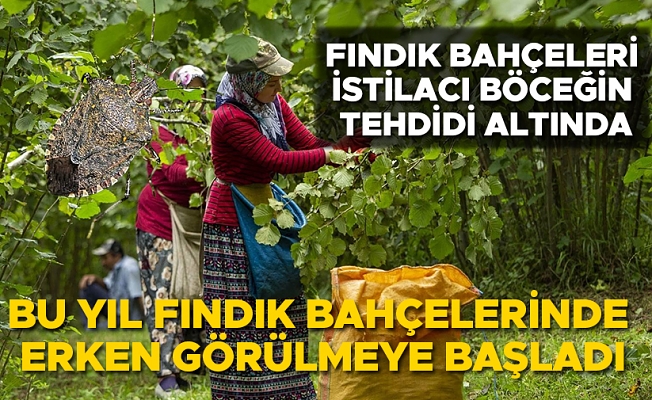 UZMANLARDAN FINDIK ÜRETİCİLERİNE UYARI
