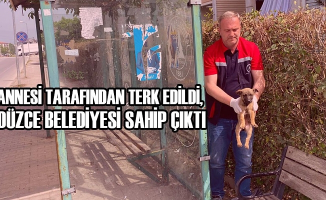YAVRU KÖPEK GÜVENİLİR ELLERDE…