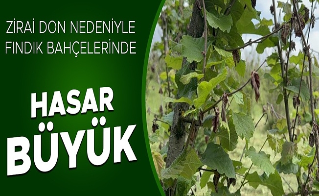 ÜRETİCİLER 2 YIL FINDIKTAN ÜMİDİNİ KESTİ