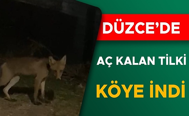 ESENTEPE KÖYÜ'NDE AÇ TİLKİ SÜRPRİZİ