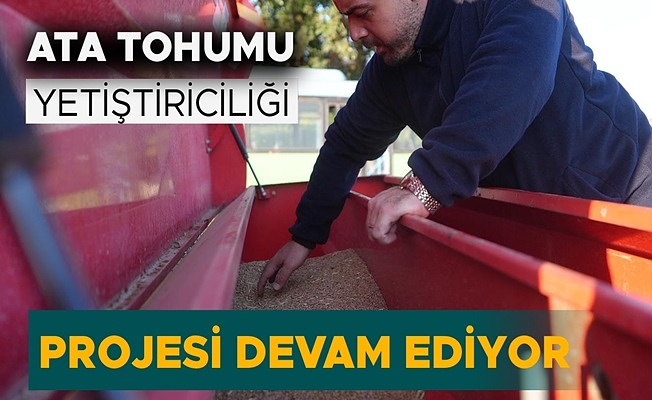 DÜZCE’DE SİYEZ BUĞDAYI TOPRAKLA BULUŞTU