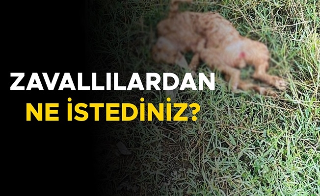 İNSANLIKTAN NASİBİNİ ALMAYANLARIN SON VUKUATI YÜREKLERİ SIZLATTI