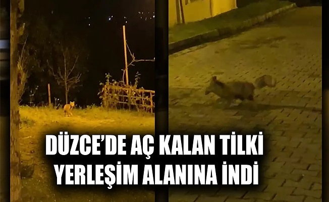 TİLKİNİN PANİK ANLARI VATANDAŞIN KAMERASINA TAKILDI
