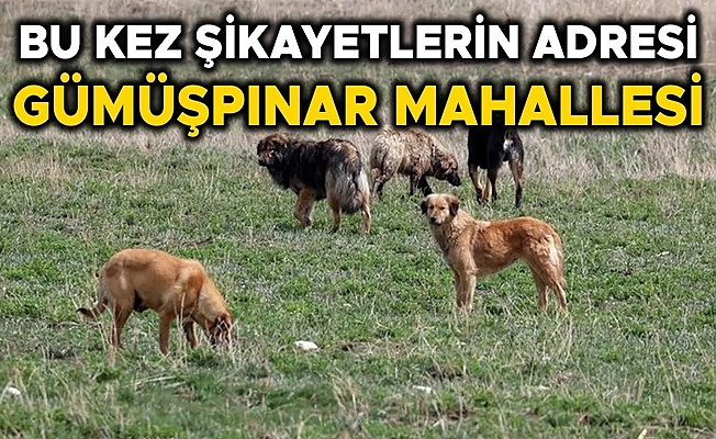 SÜRÜ HALİNDE DOLAŞAN SOKAK KÖPEKLERİ KORKU SALIYOR