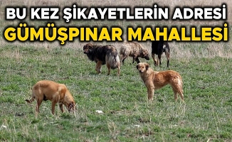 SÜRÜ HALİNDE DOLAŞAN SOKAK KÖPEKLERİ KORKU SALIYOR