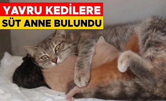 DEREYE DÜŞEN YAVRU KEDİLER EMİN ELLERDE
