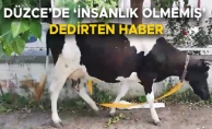 D-100 KARAYOLUNDA BAŞIBOŞ DOLAŞAN İNEĞİ GÜVENLİ BÖLGEYE GÖTÜRDÜ