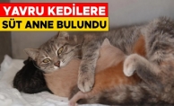DEREYE DÜŞEN YAVRU KEDİLER EMİN ELLERDE