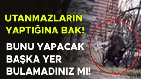 YAŞANAN REZİLLİĞE ŞAHİT OLAN VATANDAŞ: EDEPSİZLİKLERİNİ SOKAKTA YAŞIYORLAR”