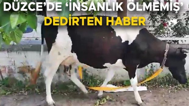 D-100 KARAYOLUNDA BAŞIBOŞ DOLAŞAN İNEĞİ GÜVENLİ BÖLGEYE GÖTÜRDÜ